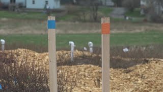 UMaine jumpstarts research on how blueberries react to climate change