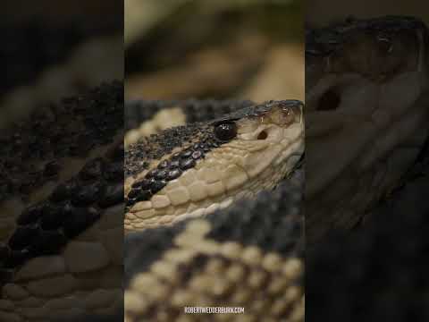 The longest venomous snake you'll never see!