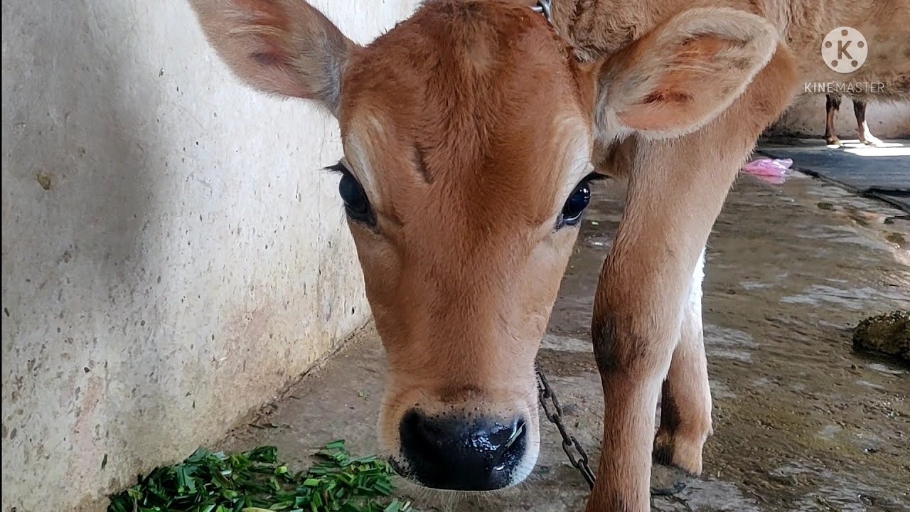 ABS ZIG BULL FEMALE CALF YouTube abs-zig-bull-female-calf-youtube