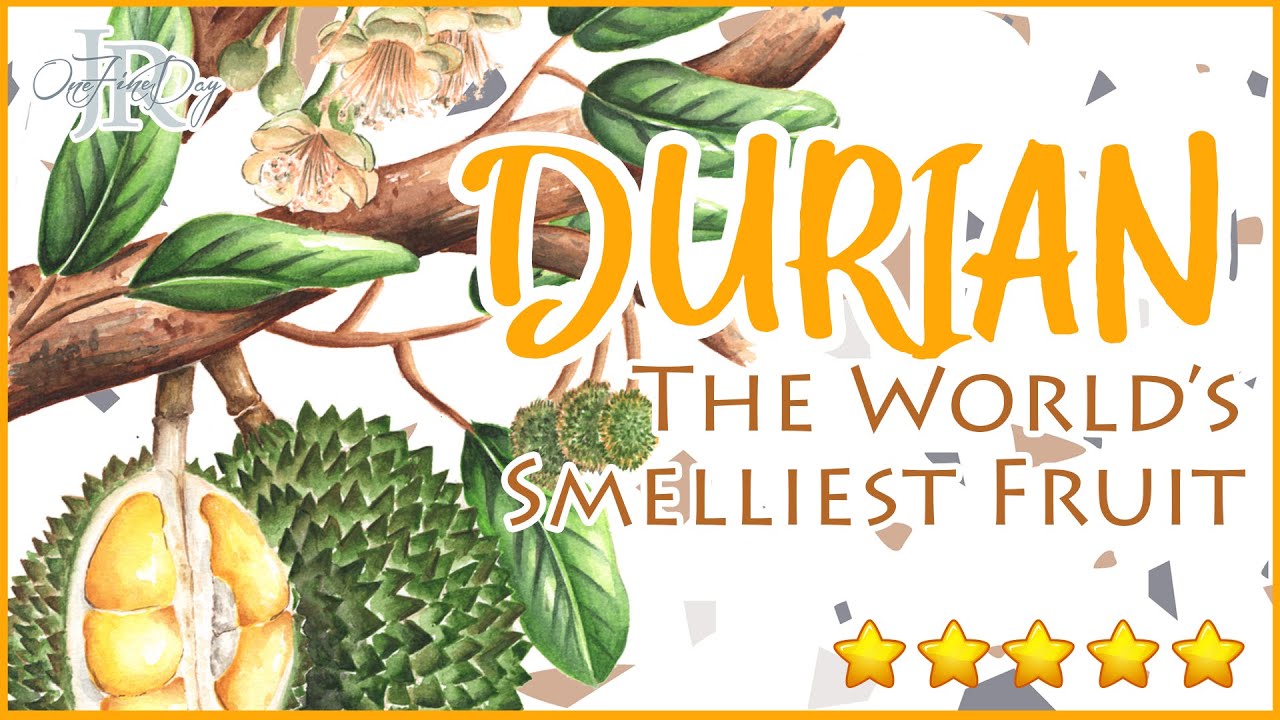 The fruit king DURIAN • Malaysia Fruit Watercolor Art •