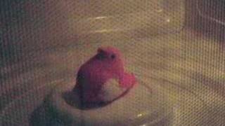 Peeps Pop
