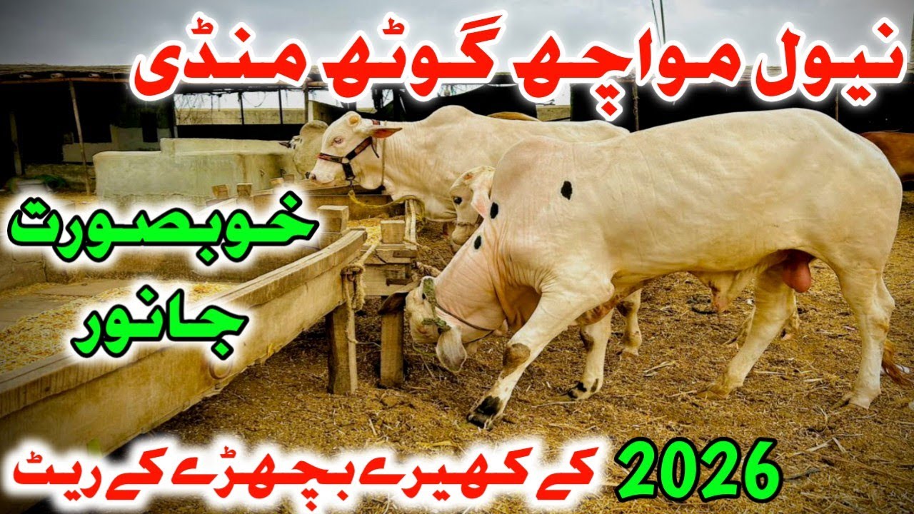 Naval Moach Goth Maweshi Mandi latest update 