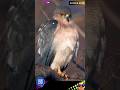 SHIKRA BIRD|BANDED GOSHAWK (AUDIO) @DISCOVER WHATZ UNIQUE #SHIKRA #sparrowhawk #Asia #Africa #IUCN