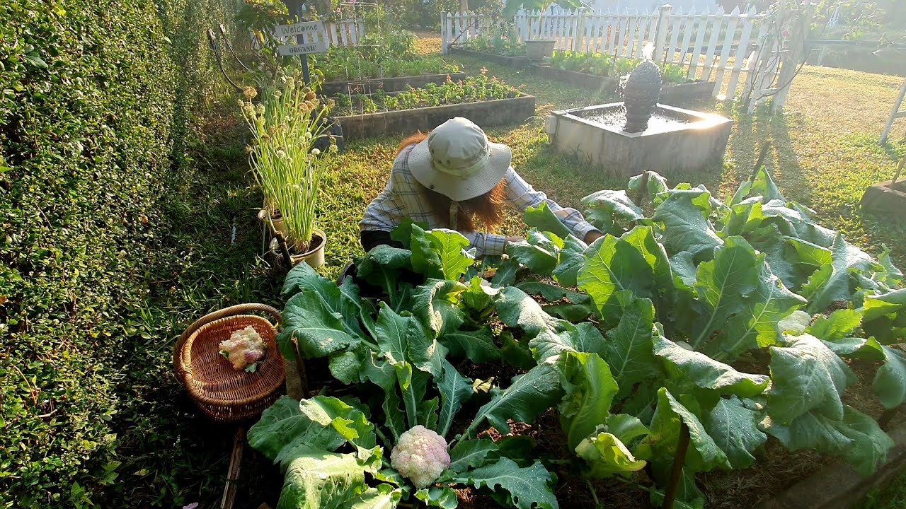 อัพเดทสวนผักหลังบ้าน ปีนี้อากาศดี ผักสวยมาก ปลูกผักกินเอง เก็บกะหล่ำดอก🥦Hatley Garden