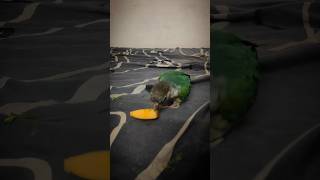 Jackson's Recovery Update 💛🦜 | Enjoying His Favorite Papaya #petbirds #birds #birdrescue #lostbirds