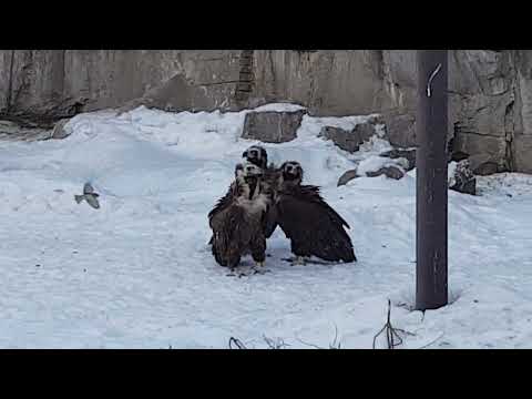 Cinereous vultures and Western griffon vultures in mixed enclosure
