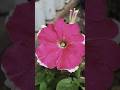 Start Gardening Today 🌱(Life Changing)#shorts #viral #trending #gardening
