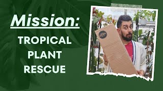 A Box of Struggles: Unboxing and Rehabbing Rare Plants from the Rare Plant Shop's Rescue Box.