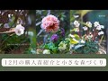 【冬のガーデニング】12月の購入苗紹介と小さな森づくり|小さな庭に小さな森を作る|冬の寄せ植えづくり|