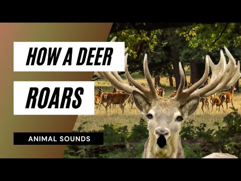 The Animal Sounds: Deer's Roar /  Sound Effect / Animation