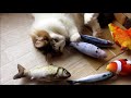 猫に魚のぬいぐるみを買ったらえらく気に入ったもよう