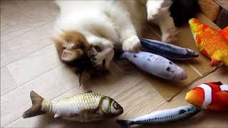 猫に魚のぬいぐるみを買ったらえらく気に入ったもよう