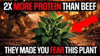 Download Lagu More Protein Than Beef. The World’s Most Nutritious 'Weed.' Why Don't You Know About It? MP3