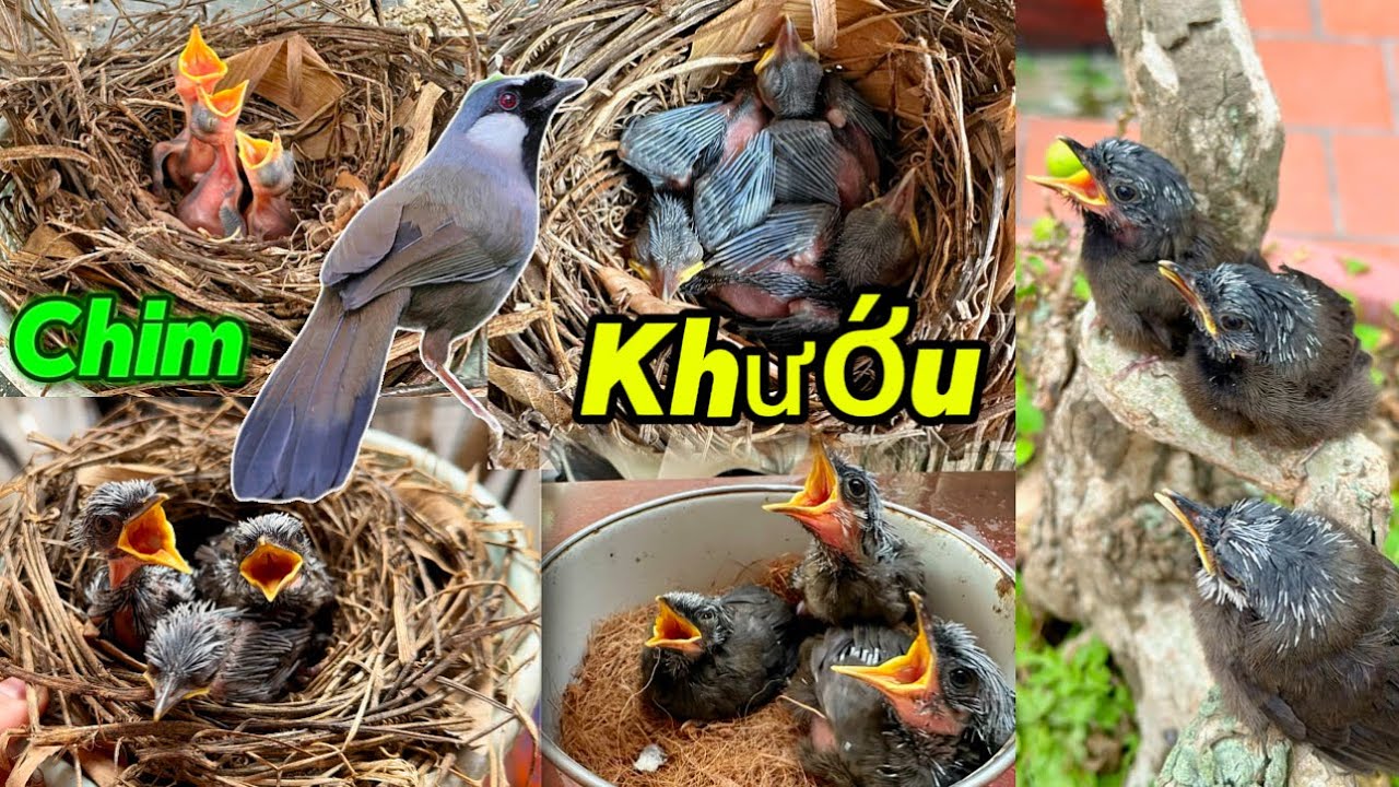 Hành trình SINH SẢN CỦA CẶP CHIM KHƯỚU thả tự nhiên và chăm sóc CHIM NON nhanh lớn || Đạt Bird TV