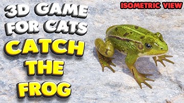 3D game for cats | CATCH THE FROG (isometric view) | 4K, 60 fps, stereo sound