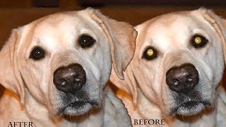 Adobe Photoshop CC 2015 | How to get rid of pet eye