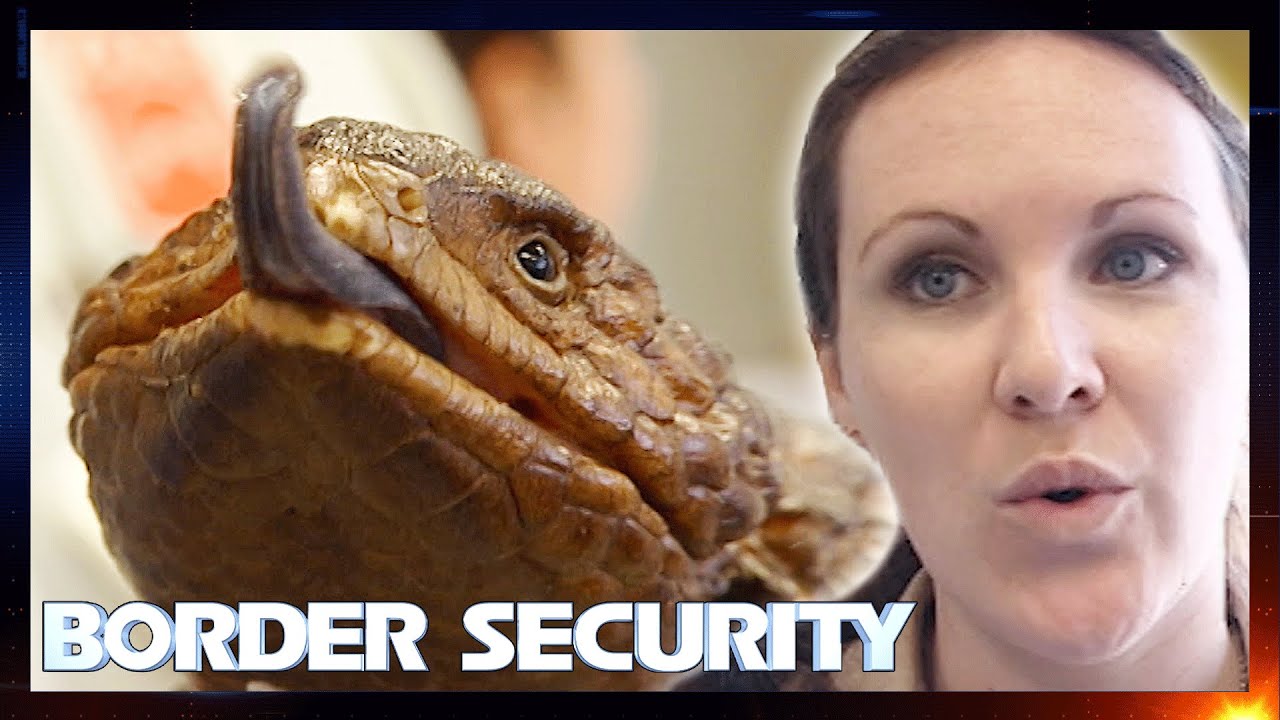 Exotic Animal Trafficking Stopped By Customs Border Security YouTube exotic-animal-trafficking-stopped-by-customs-border-security-youtube
