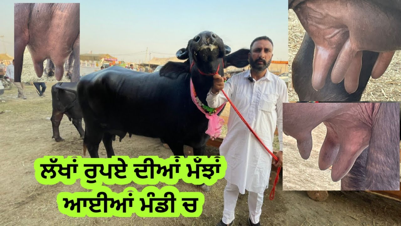 ਅੰਮ੍ਰਿਤਸਰ ਚ ਸਭ ਤੋਂ ਵੱਡੀ ਪਸ਼ੂ ਮੰਡੀ ਸਾਰੀਆਂ ਮੱਝਾਂ 2 ਲੱਖ ਤੋਂ ਵੱਧ ਰੇਟ ਵਾਲੀਆਂ ਨੇ ਦੁੱਧ ਦੇਖੋ ਕਿੰਨਾ ਜ਼ਿਆਦਾ