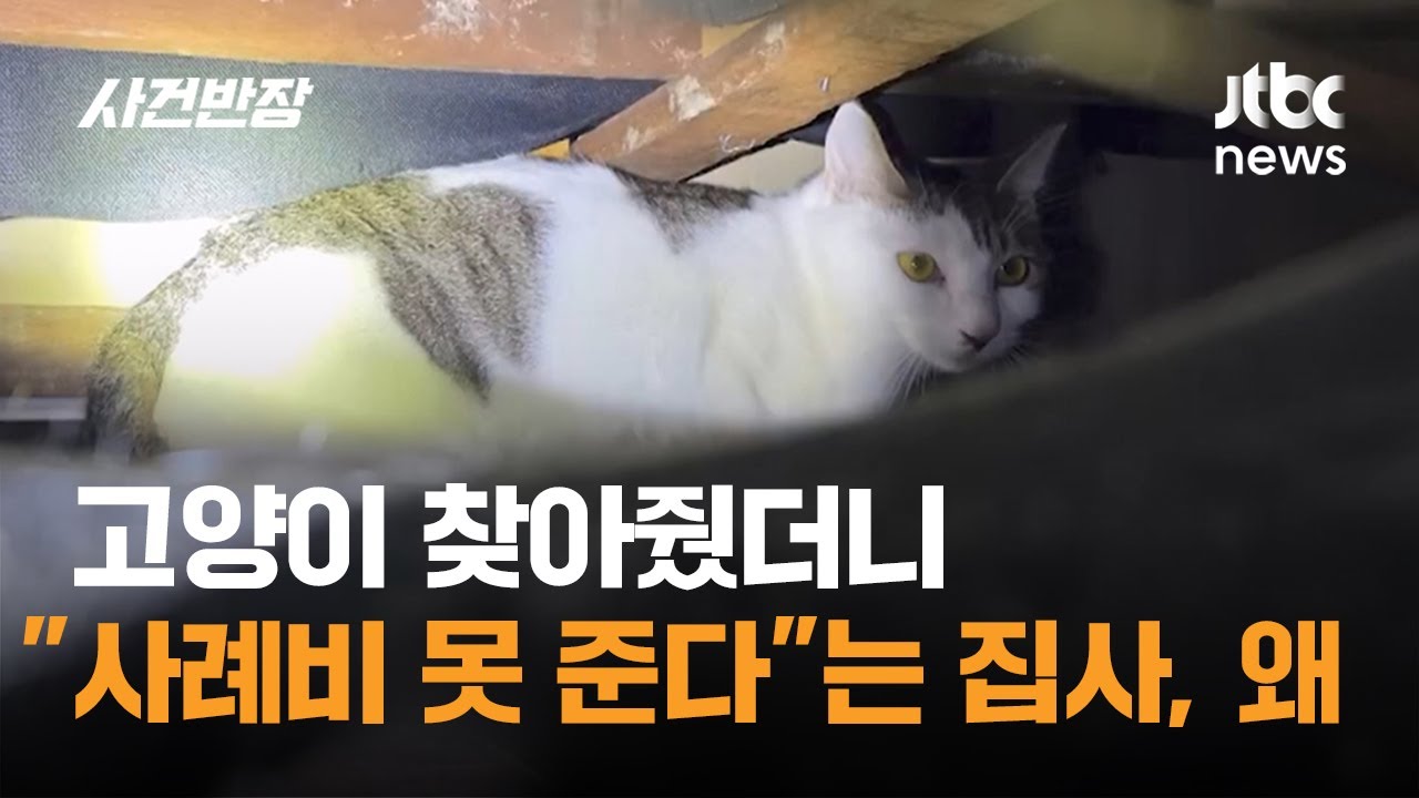고양이 찾아줬더니 