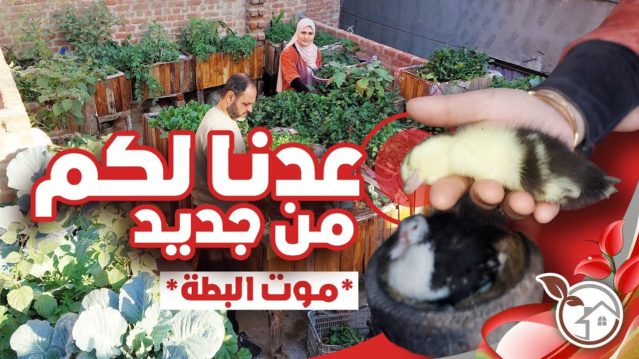 مفاجآت على السطح بعد طول غياب رجعنا إلى الزرع و الطيور