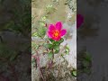 My Garden Flowers || Home Gardening | #Flowers # #youtubeshorts #trendingshorts #shorts