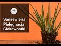 Sansewieria, wężownica, język teściowej. Pielęgnacja, wymagania, uprawa i ciekawostki.