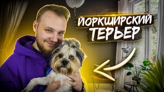 ЙОРКШИРСКИЙ ТЕРЬЕР| все о породе | личный опыт | ВСЕ ПРО СОБАК