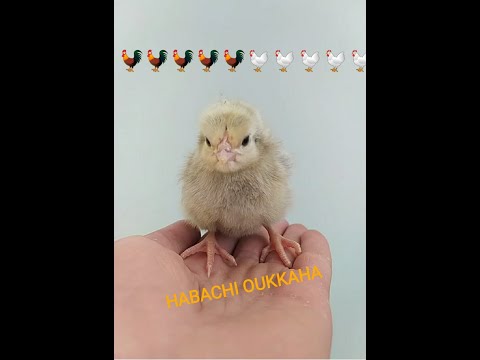 مرحبا بك☑️  فلوس الدجاج الحبشي 🥚🐣🐥🐓