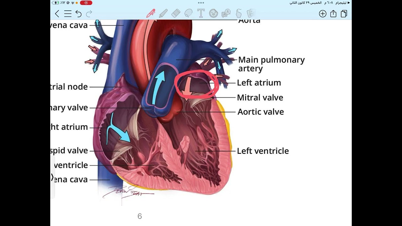 Anatomy lec2 part1