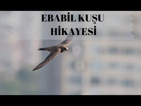 Ebabil Kuşu Hikayesi