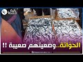 شاهدوا كواليس سوق السمك من قلب ميناء مستغانم توازن هش بين المنتج والسوق شاهدوا كواليس سوق السمك من قلب ميناء مستغانم توازن هش بين المنتج والسوق