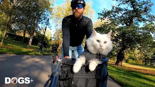 Cat Riding Around London on Dads Bike is SO Satisfying! | DOGS+ by DOGS+ by Rocky Kanaka 1,898 views 2 years ago 3 minutes, 1 second