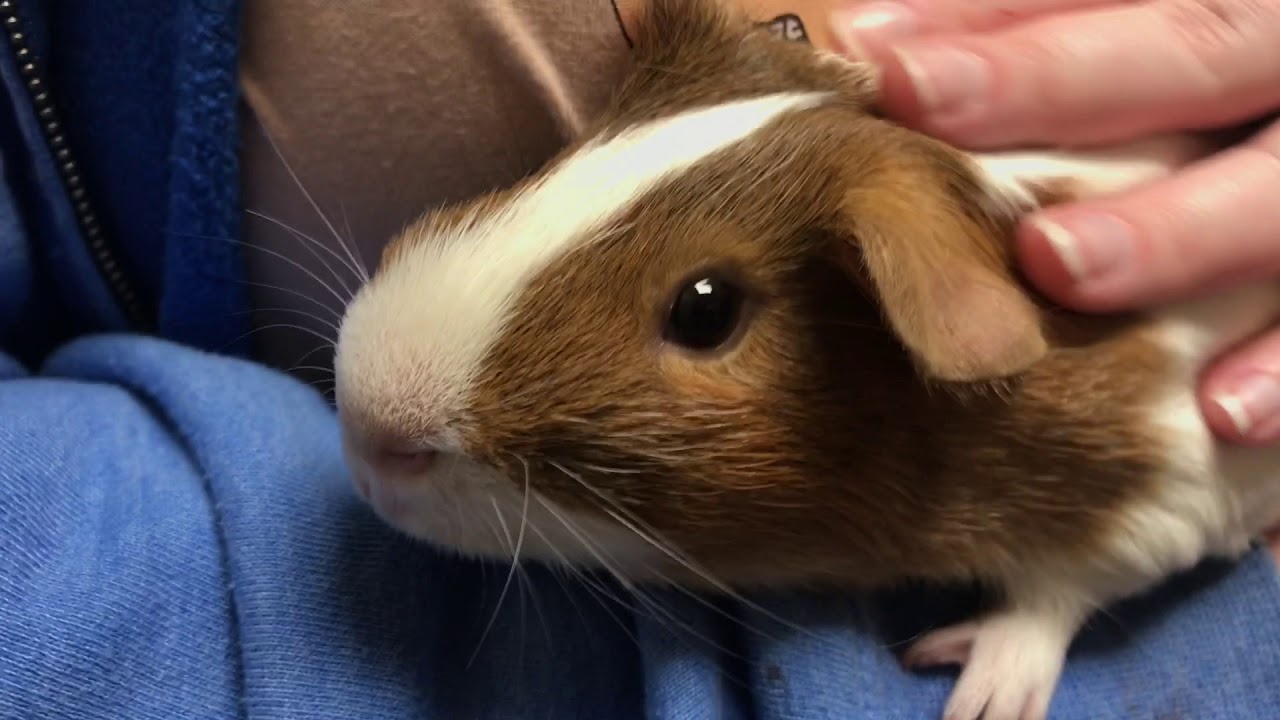 GUINEA PIG PRESENTED FOR POSSIBLE MITES GETS A FIPRONIL TREATMENT AND