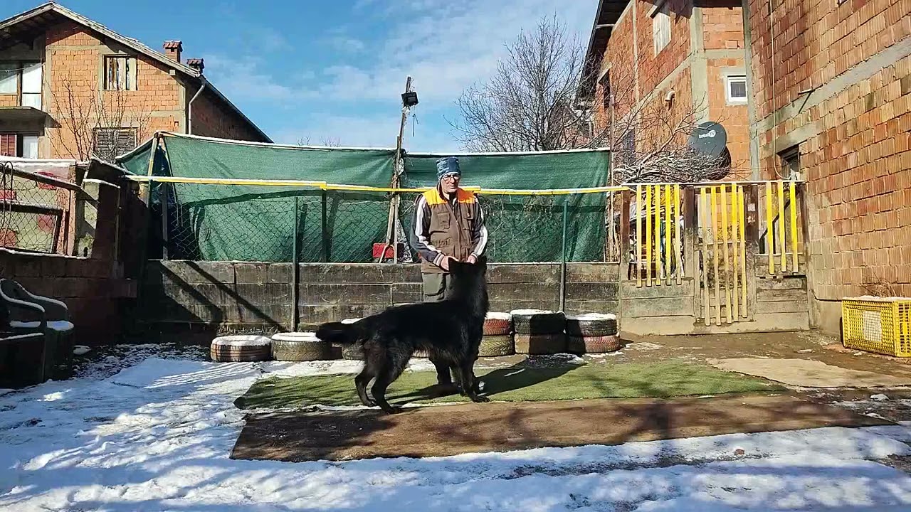 Pocetna obuka psa i provera sposobnosti za naprednu obuku