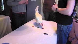 Cue discrimination at Chicken Training Workshop. www.mindfulbehaviors.ca