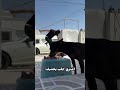 اوكف بس خل اكمل واجي انقذك 