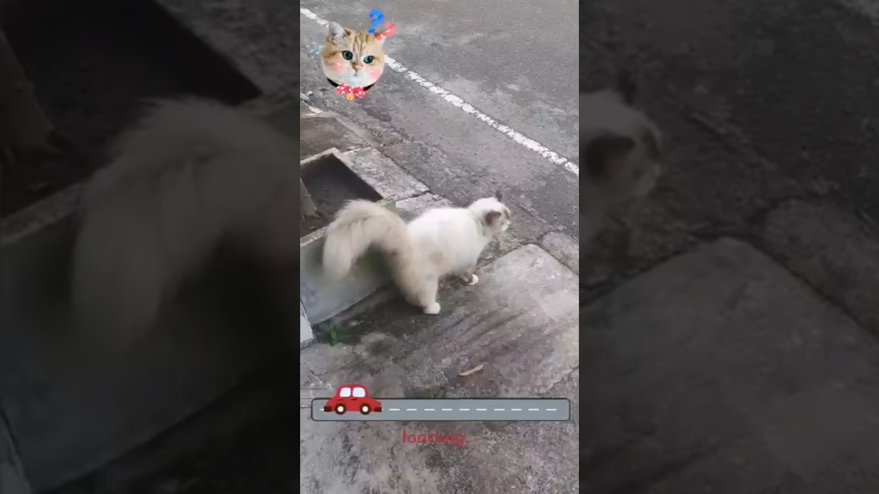 Treat your fur baby to the ultimate comfort with Mishra by Devindi's luxury cat beds! 🐱 