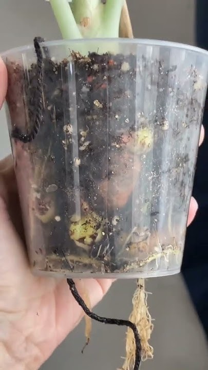 Алоказия ниндзя бархатная и ее клубни😳#plants #ароидные #алоказия # ...