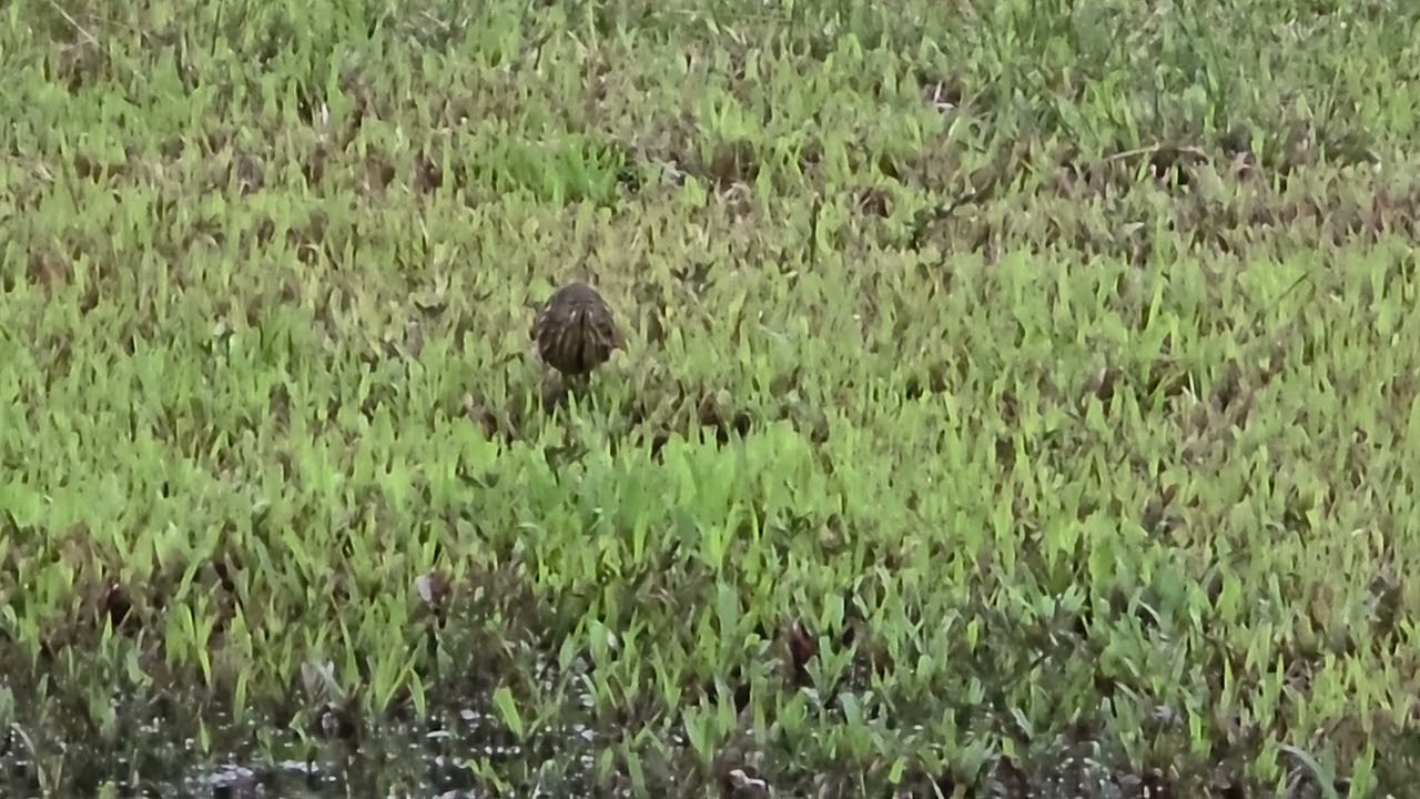 Looks like a Black Bittern
