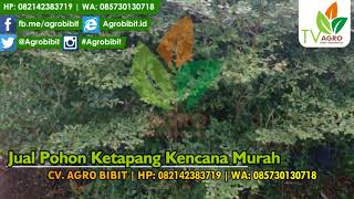 Jual Pohon Ketapang Kencana Murah