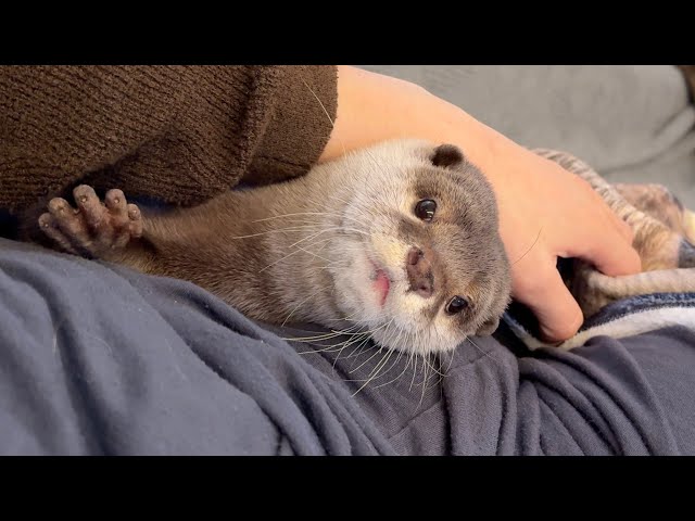It was getting cold, so I decided to warm up with an otter. - YouTube