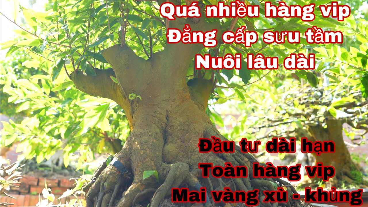 quá nhiều mai vàng đẹp . đầu tư trồng mai vàng lâu năm  vườn mai vàng tú trần đầu tư phôi lâu năm...