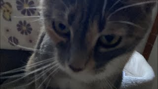 Yayy a stream :3 (IM 18 YEARS OLD, YOUTUBE)