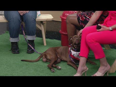 Clear the Shelters: Ashtabula County Animal Protective League visits 3News