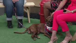 Clear the Shelters: Ashtabula County Animal Protective League visits 3News