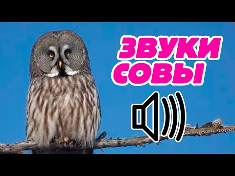 Звук совы: как кричит сова?