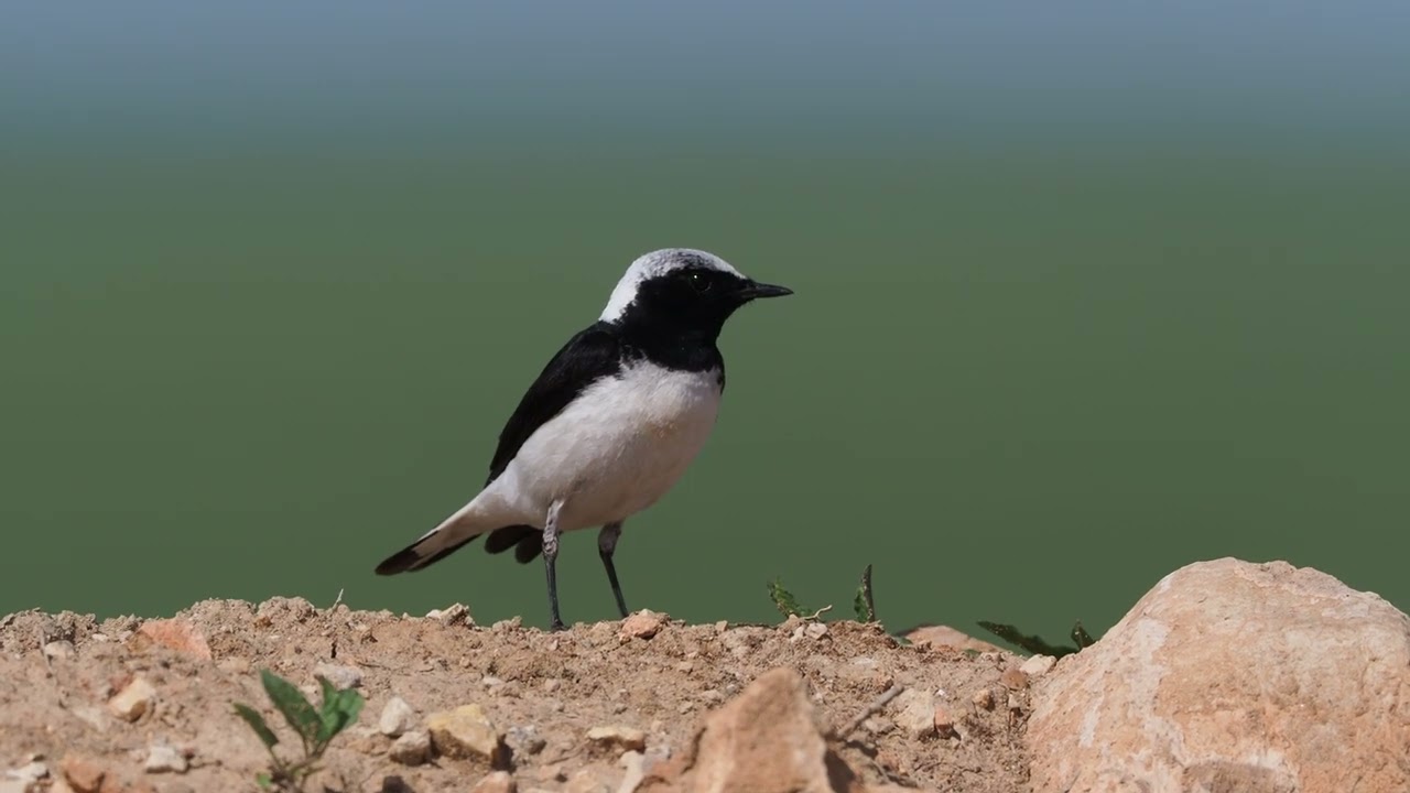 pied wheatear (Oenanthe pleschanka) singing / pietrar negru in Dobrogea