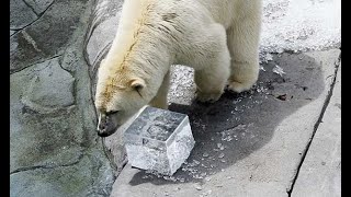 氷のプレゼント