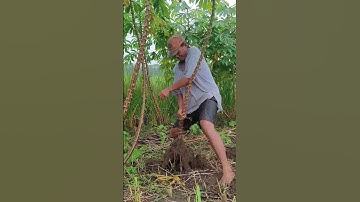 Smart technique to pull out cassava trees with empty hands #shorts  #cassava