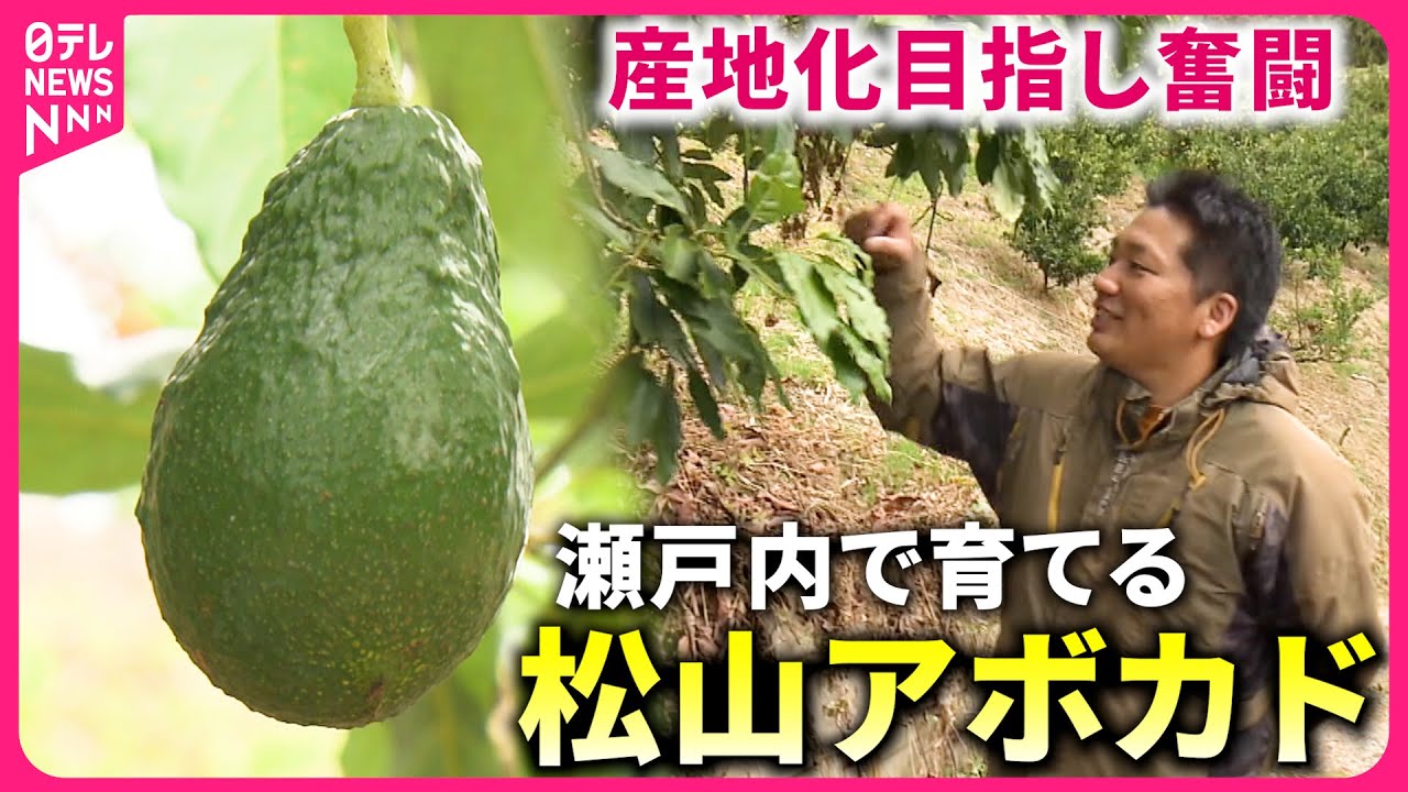 【奮闘】熱帯生まれのアボカドが松山でも!? 産地化目指す若手農家　愛媛　NNNセレクション